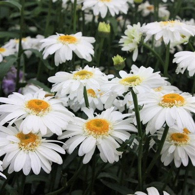 VibeX XLL-52 - Shasta Daisy Beautiful Bright White/Yellow Flower - (60 Seeds) Seed(60 per packet)