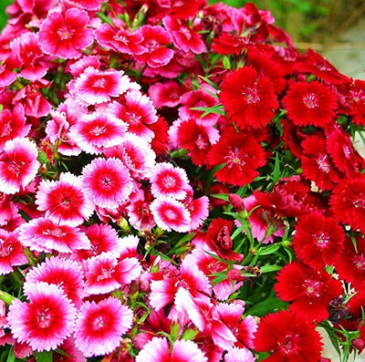 MAA Sweet William Seed(122 per packet)