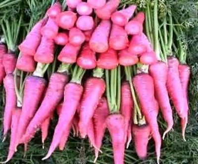 KNESSiN VI-85 Carrot Pusa Yamdagini Seed(1000 per packet)