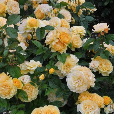 Qualtivate RES-1A Yellow Rose Bush Seeds Seed(25 per packet)