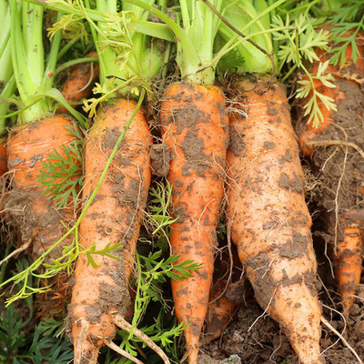 CYBEXIS Orange Carrot Seeds2000 Seeds Seed(2000 per packet)