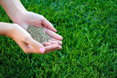Vida Verde durva grass seeds, grass seeds for garden Seed(5700 per packet)