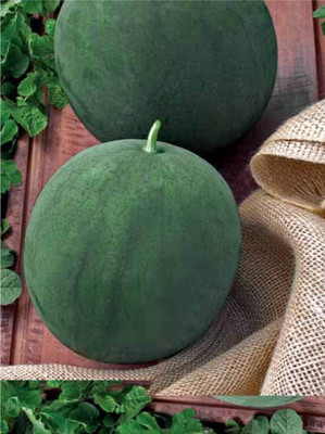 VibeX XLR-6 - Watermelon Sugar Baby Green-Red - (1350 Seeds) Seed(1350 per packet)