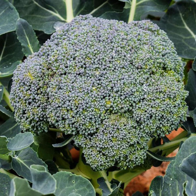 WILLVINE NKR -III Green IMP. Broccoli Seeds [2.5g] Seed(750 per packet)
