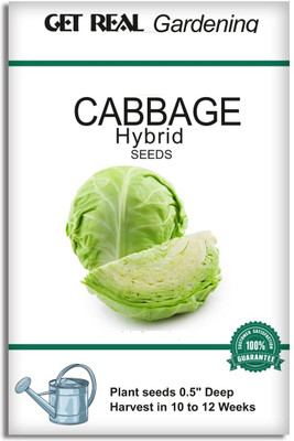 WILLVINE MAH -II F1 Hybrid Early Drum head Cabbage Seeds [50g] Seed(15000 per packet)