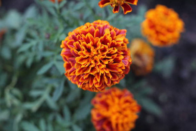 SH ENTERPRISE marigold/gende ka phool flower seeds Seed(75 per packet)