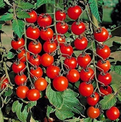 ibains Pusa ruby tomato seeds Seed(310 per packet)