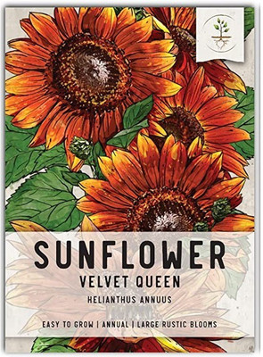 VibeX HUA-14 - Velvet Queen Sunflower - (150 Seeds) Seed(150 per packet)
