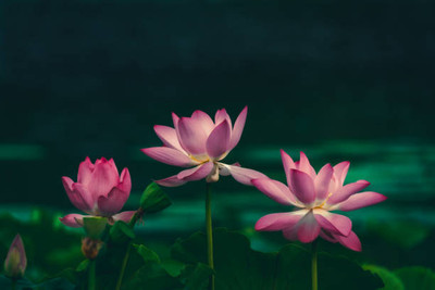 Boardy lotus,kamal gatta Seed(11 per packet)
