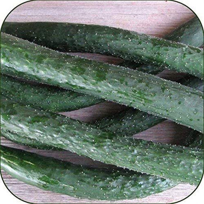CYBEXIS LX-47 - Japanese Long Cucumber Sooyow Nishiki - (150 Seeds) Seed(150 per packet)