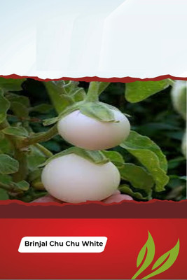 VibeX LX-81 - White Brinjal Hybrid All Seasons - (450 Seeds) Seed(450 per packet)