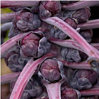 WILLVINE VMR -I Rosella Brussels Sprouts Cabbage Purple [50g] Seed(15000 per packet)