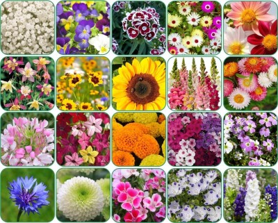 SUAA 20 Varieties of Combo Flower Seeds For Home Garden Seed(825 per packet)