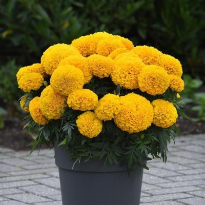 SBGARDEN Hybrid Yellow marigold flowe,marigolod flower,merigold flower seeds Seed(380 per packet)