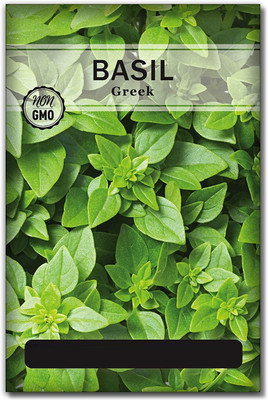 WILLVINE F1 Hybrid Greek Basil Seeds Seed(5000 per packet)