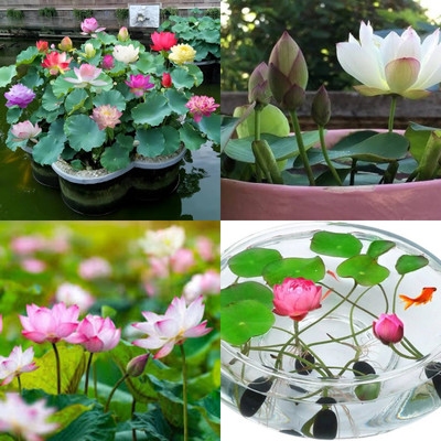 ibains Japanese dwarf lotus seeds bij 8 Seed(8 per packet)