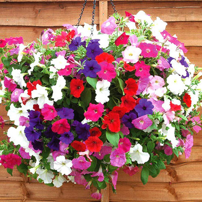 CRGO PETUNIA Seed(20 per packet)