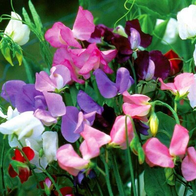 Quentova Sweet Pea Mix-LIV-8A Seed(40 per packet)