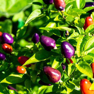 Biosnyg Open-Pollinated Hot Prairie Fire Chilli Seeds For Planting-(2000 Seeds) Seed(2000 per packet)