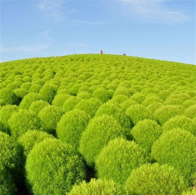 Aywal Kochia Seed(30 per packet)