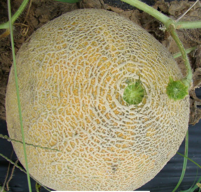 XOLDA Organic muskmelon Seed(27 per packet)