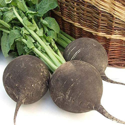 CYBEXIS LX-30 - Black Spanish Round Radish - (750 Seeds) Seed(750 per packet)