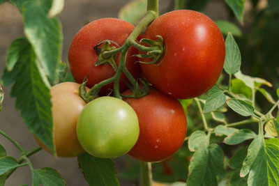 ALPHONSO MANGO TREE tomato Seed(90 per packet)