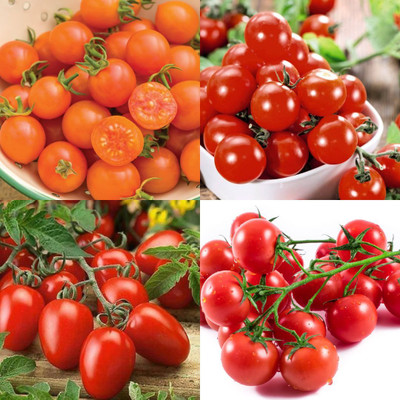 ibains Tamoto seeds pack of 100 Seed(100 per packet)