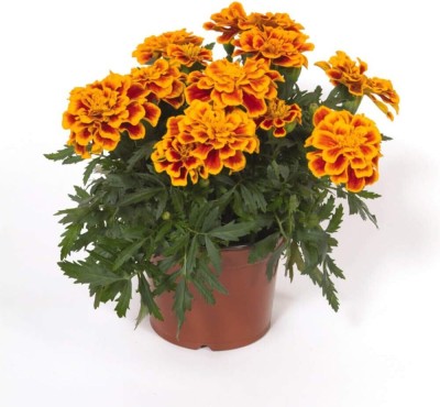 Qualtivate VXI-62 Durango Bee French Marigold Seed(500 per packet)