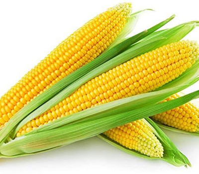 WILLVINE AGRI -XII F1 Hybrid M-9344 Hybrid Corn -[25g] Seed(100 per packet)