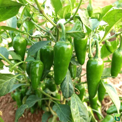 EcoFusion king chilli seeds Seed(81 per packet)