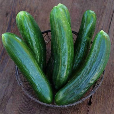 Avysa Muncher Burpless Cucumber Seeds-CuC_176 Seed(50 per packet)