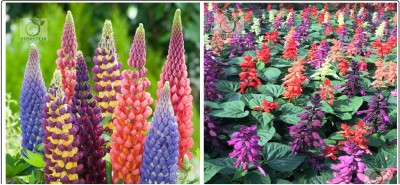 STOREFLIX lupin - salvia Seed(60 per packet)