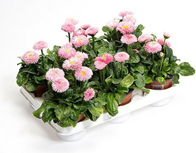CYBEXIS LX-47 - Daisy Flower Bellis Mixed - (180 Seeds) Seed(180 per packet)
