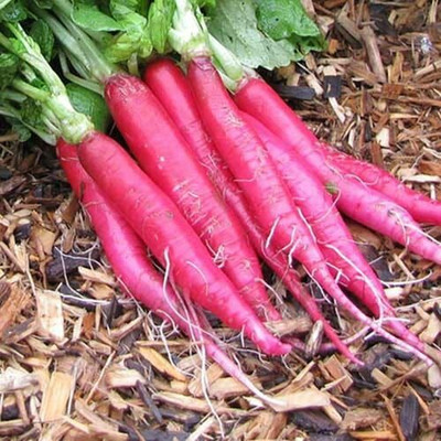 Mozette Organic red radish Seed(31 per packet)