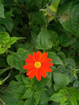 Quentova Mexican Sunflower Tithonia Seed(100 per packet)