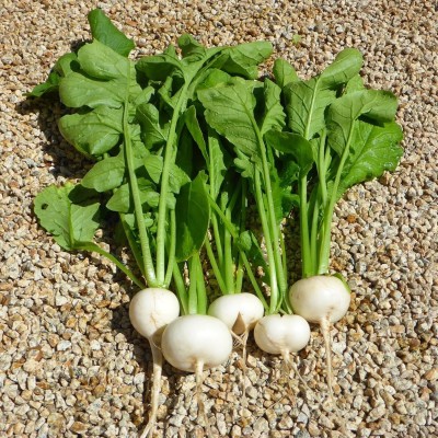 Qualtivate GBPT-3A White Cherry Radish Seeds Seed(300 per packet)