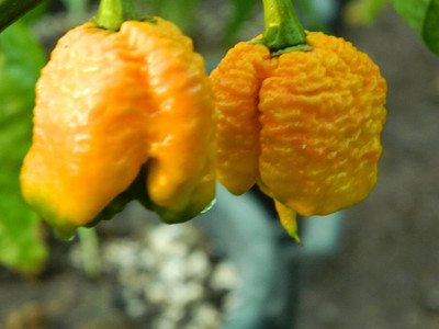 KNESSiN Organic Yellow Reaper Chilli Seeds For Planting-(1200 Seeds) Seed(1200 per packet)