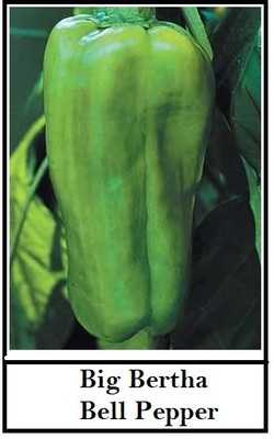 KNESSiN Open-Pollinated Giant Capsicum Seeds For Planting-(100 Seeds) Seed(100 per packet)