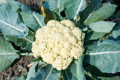BDSresolve white cauliflower,gobhee seeds Seed(45 per packet)