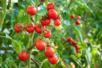 CORUS tomato Seed(145 per packet)