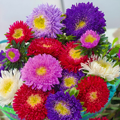 Seedsilk Aster Flower F1 Hybrid Seeds (Dwarf) - Colour Carpet Mix Seed(50 per packet)