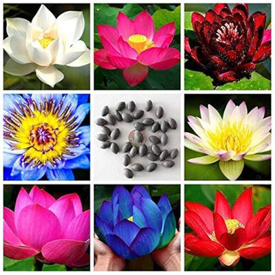 DEYS AGRO ® mixed colour lotus flower seeds exotic Seed(25 per packet)