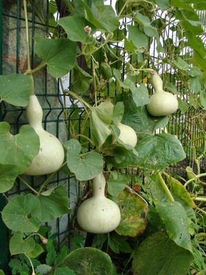 CYBEXIS ATS-67 - Birdhouse Gourd for Planting - (100 Seeds) Seed(100 per packet)