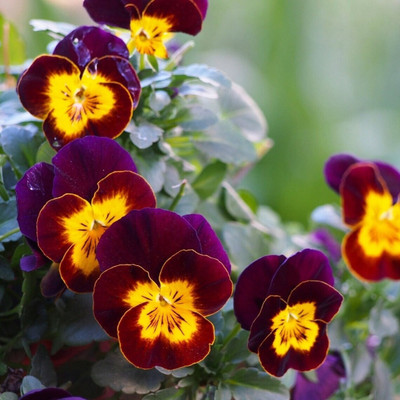 Quentova Large-flowered Pansy-RXI-11D Seed(75 per packet)