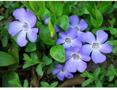 Quentova VINCA VIOLETTA - flower-PAUS-2F Seed(100 per packet)