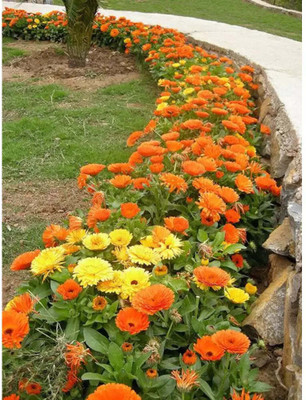 Flipkart SmartBuy Exotic Calendula Flower Mix Seed(20 per packet)