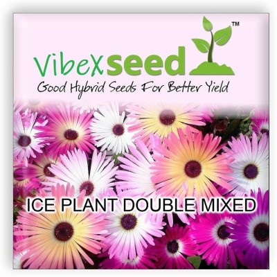 CYBEXIS Imported Flower Ice Plant Double Mixed Seeds Seed(50 per packet)