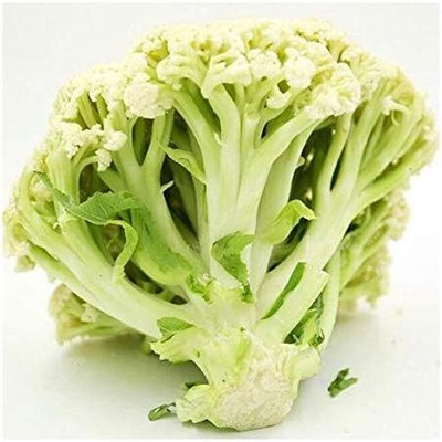 WILLVINE VNR -III Cauliflower Loose Type Long Stems [10g, 3000 Seeds] Seed(3000 per packet)