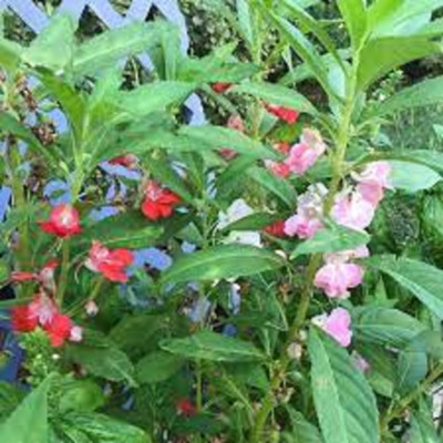 Seedsqlty balsam flower seeds Seed(100 per packet)
